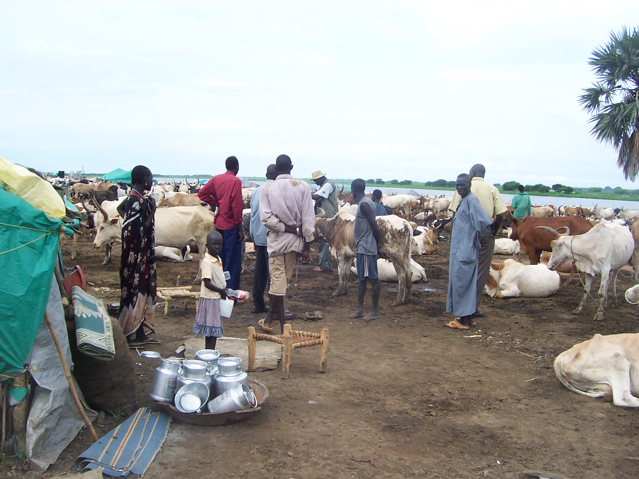 People and livestock beside water, photographed during a monitoring visit